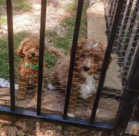 Kingston, a male Poodle for sale in Eatonton, GA – Photo 9 of 9
