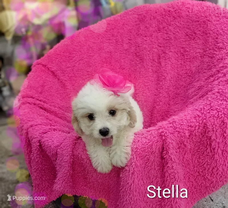 Stella – Cockapoo puppy for sale in Eatonton, GA