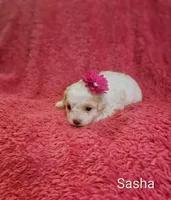 Sasha, a female Cockapoo for sale in Eatonton, GA – 1 of 3