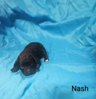 Nash, a male Poodle - Toy  for sale in Eatonton, GA – 3 of 6