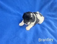 Brantley , a male Cockapoo for sale in Eatonton, GA – 4 of 6