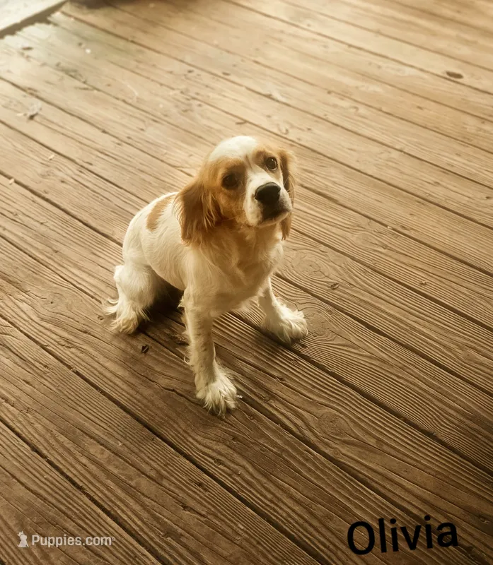 Southernbelle Olivia – Cocker Spaniel puppy for sale in Eatonton, GA