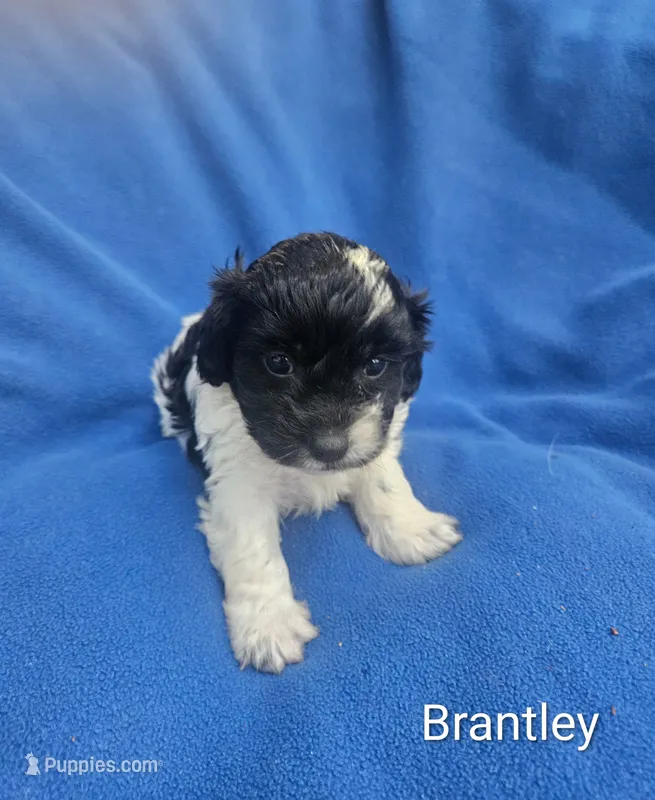Brantley  – Cockapoo puppy for sale in Eatonton, GA