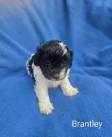 Brantley , a male Cockapoo for sale in Eatonton, GA – 1 of 6