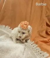 Barbie, a female Cockapoo for sale in Eatonton, GA – 5 of 5