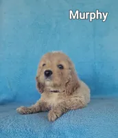 Murphy, a male Cockapoo for sale in Eatonton, GA – Photo 5 of 5