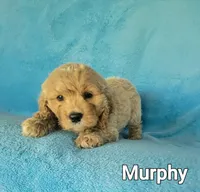 Murphy, a male Cockapoo for sale in Eatonton, GA – Photo 2 of 5