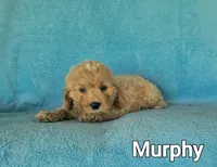 Murphy, a male Cockapoo for sale in Eatonton, GA – Photo 3 of 5