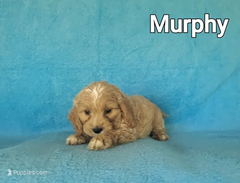 Murphy, a male Cockapoo for sale in Eatonton, GA – Photo 1 of 5