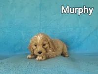 Murphy, a male Cockapoo for sale in Eatonton, GA – Photo 1 of 5