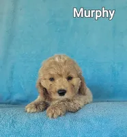 Murphy, a male Cockapoo for sale in Eatonton, GA – Photo 4 of 5