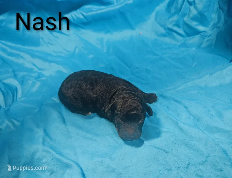 Nash – Poodle - Toy  puppy for sale in Eatonton, GA