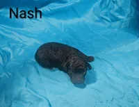 Nash, a male Poodle - Toy  for sale in Eatonton, GA – 1 of 6