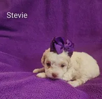Stevie , a female Cockapoo for sale in Eatonton, GA – 1 of 4