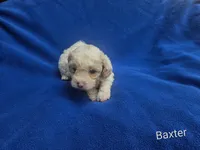 Baxter , a male Cockapoo for sale in Eatonton, GA – 4 of 4