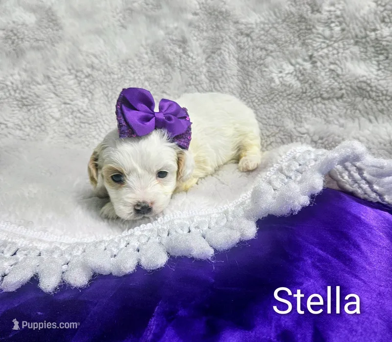 Stella – Cockapoo puppy for sale in Eatonton, GA