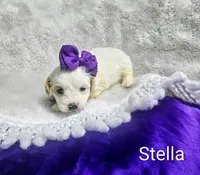Stella, a female Cockapoo for sale in Eatonton, GA – 6 of 7