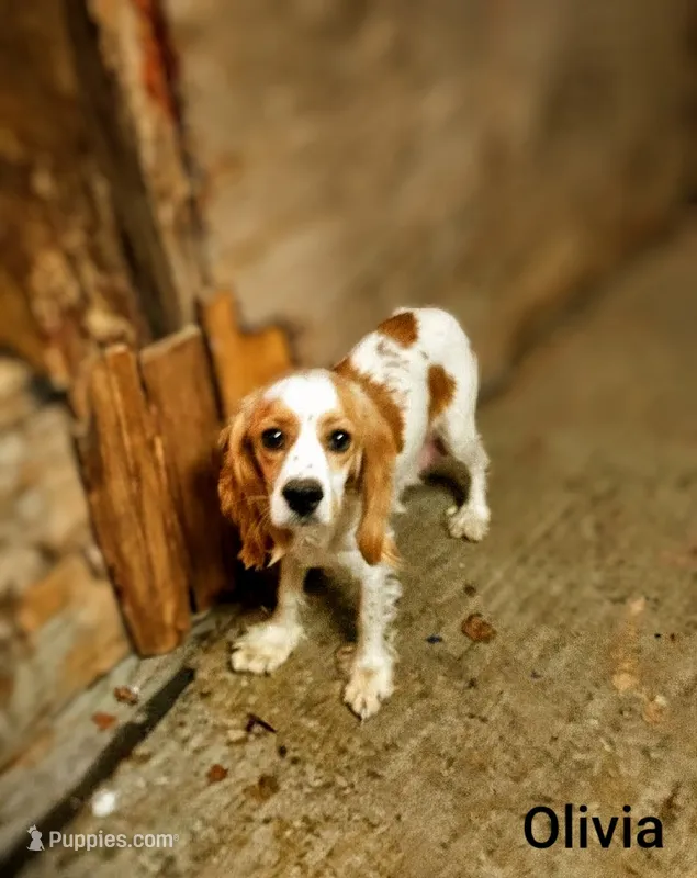 Southernbelle Olivia – Cocker Spaniel puppy for sale in Eatonton, GA