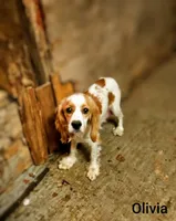 Southernbelle Olivia, a female Cocker Spaniel for sale in Eatonton, GA – 1 of 4