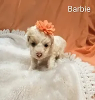 Barbie, a female Cockapoo for sale in Eatonton, GA – 4 of 5
