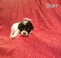 Starr, a female Cockapoo for sale in Eatonton, GA – 2 of 3