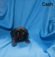 Cash, a male Poodle - Toy  for sale in Eatonton, GA – 6 of 7