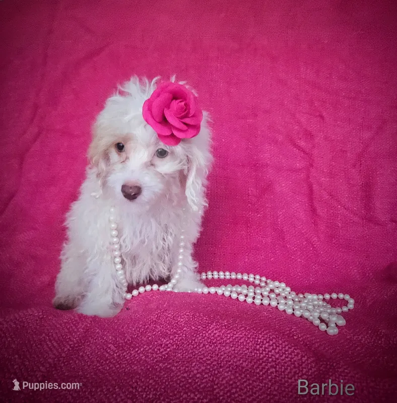 Barbie – Cockapoo puppy for sale in Eatonton, GA