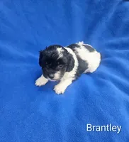 Brantley , a male Cockapoo for sale in Eatonton, GA – 3 of 6
