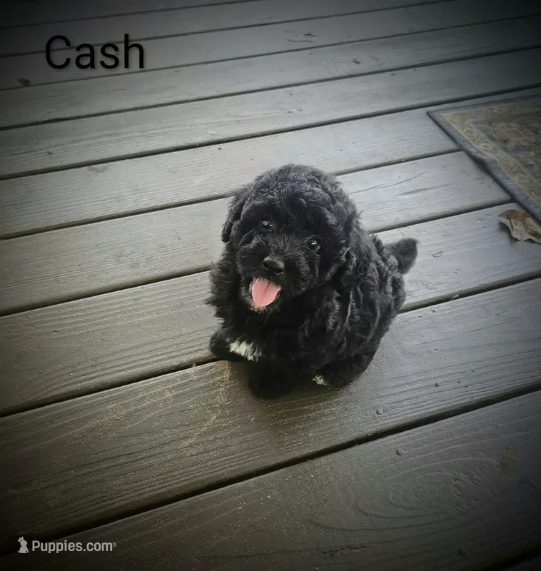 Cash – Poodle - Toy  puppy for sale in Eatonton, GA