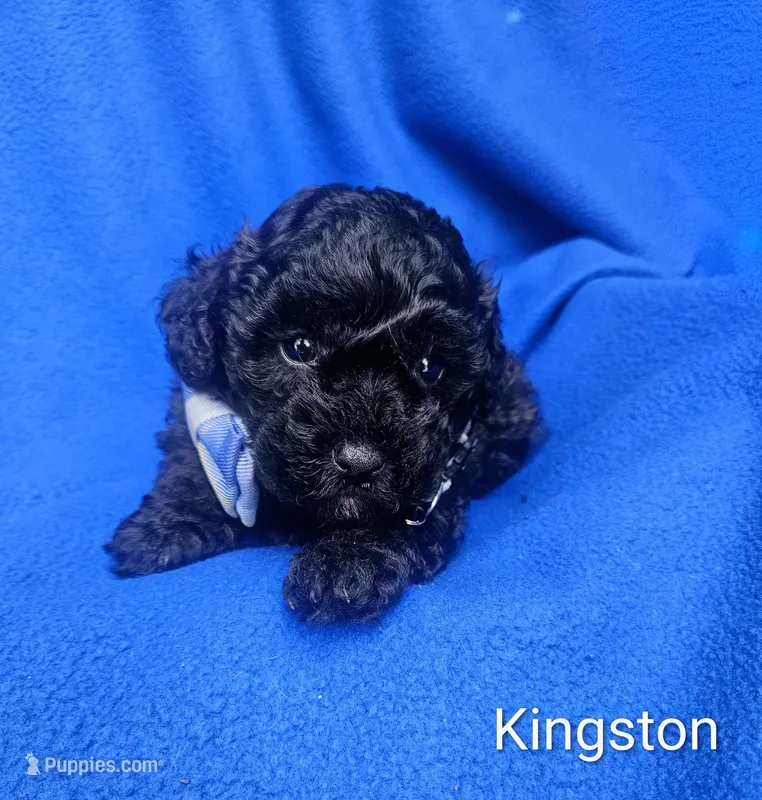 Kingston