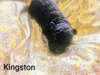 Kingston, a male Poodle - Toy  for sale in Eatonton, GA – Photo 2 of 6