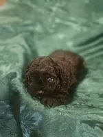 Kingston, a male Poodle - Toy  for sale in Eatonton, GA – Photo 1 of 6