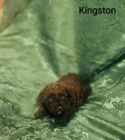 Kingston, a male Poodle - Toy  for sale in Eatonton, GA – Photo 3 of 6