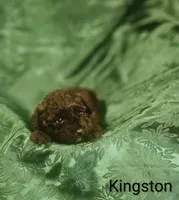 Kingston, a male Poodle - Toy  for sale in Eatonton, GA – Photo 6 of 6