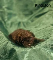 Kingston, a male Poodle - Toy  for sale in Eatonton, GA – Photo 4 of 6