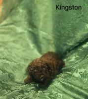 Kingston, a male Poodle - Toy  for sale in Eatonton, GA – Photo 5 of 6