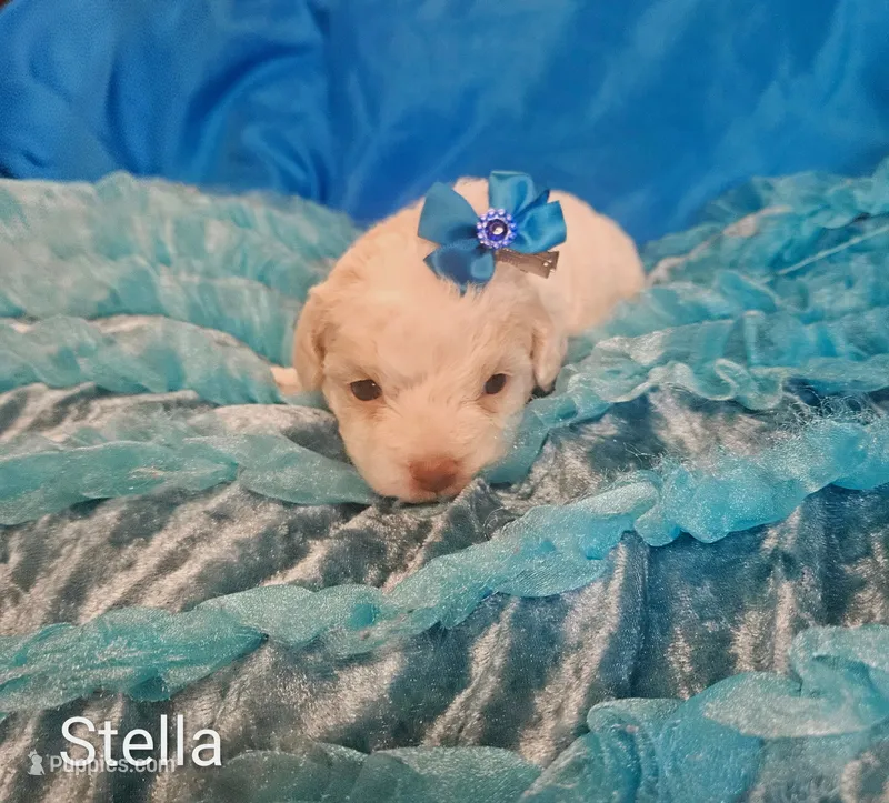 Stella – Cockapoo puppy for sale in Eatonton, GA