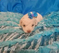 Stella, a female Cockapoo for sale in Eatonton, GA – 1 of 4