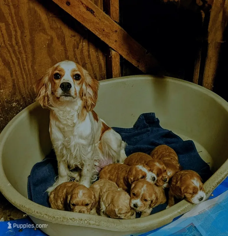 Southernbelle Olivia – Cocker Spaniel puppy for sale in Eatonton, GA