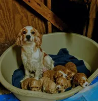 Southernbelle Olivia, a female Cocker Spaniel for sale in Eatonton, GA – 2 of 4