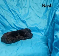 Nash, a male Poodle - Toy  for sale in Eatonton, GA – 6 of 6
