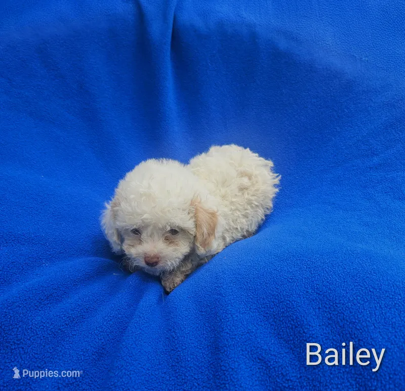 Bailey  – Cockapoo puppy for sale in Eatonton, GA