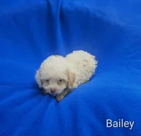 Bailey , a male Cockapoo for sale in Eatonton, GA – 6 of 8