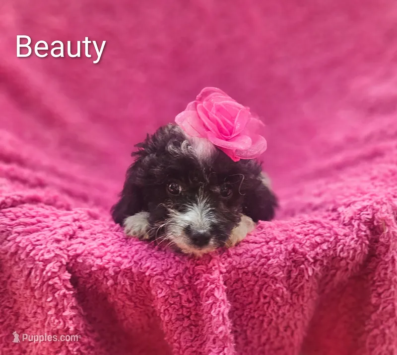 Beauty  – Cockapoo puppy for sale in Eatonton, GA