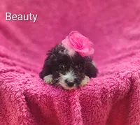 Beauty , a female Cockapoo for sale in Eatonton, GA – 2 of 7