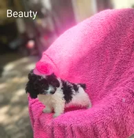 Beauty , a female Cockapoo for sale in Eatonton, GA – 6 of 10