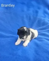 Brantley , a male Cockapoo for sale in Eatonton, GA – 5 of 6