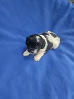 Brantley , a male Cockapoo for sale in Eatonton, GA – 6 of 6