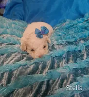 Stella, a female Cockapoo for sale in Eatonton, GA – 3 of 4