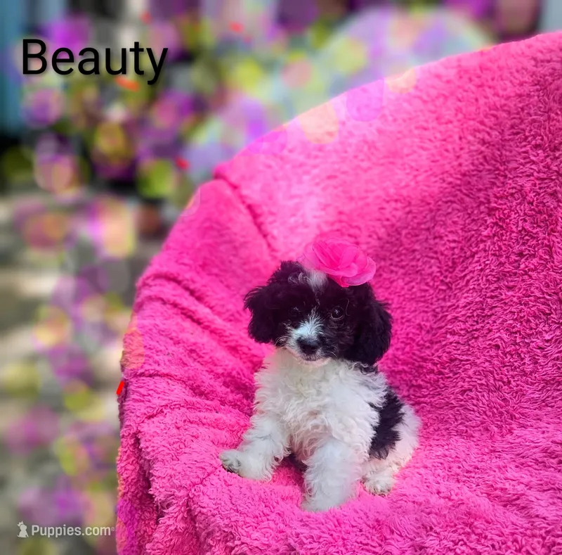 Beauty  – Cockapoo puppy for sale in Eatonton, GA